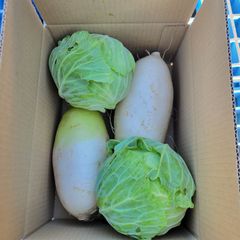 自然栽培　キャベツ、大根　　　合計2キロ
