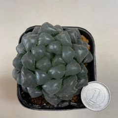 多肉植物　ハオルチア　ドドソン紫　抜き苗　根付き