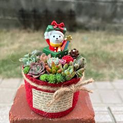 ♡そのまま飾れる♡クリスマスの多肉植物寄せ植え