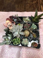 多肉植物寄せ植え、カット苗
