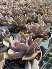 抜き苗 ネツレンパール MY72×18株 ふっくら 多肉植物 エケベリア サボテン 韓国苗 新入荷