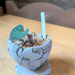 2025年最新】チレコドン シングラリスの人気アイテム - メルカリ