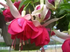【 Keiさん専用 】フクシア　プレンタイス 等　2株