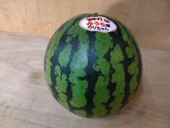 三浦産　甘味すいか　1個（7㎏以上）クール便発送