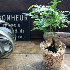 ポットごと　ゼオライトカップ ダバリア 涼しげ シノブシダ 観葉植物