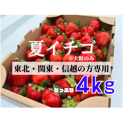 ✨セール中✨青森県産　大玉！！夏イチゴ　4kg  いちご　苺　訳あり