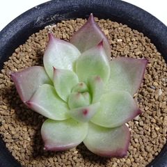 韓国苗【アメストロ】エケベリア・6