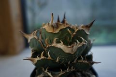 Coyote 安曇野 白鯨 Agave 子株 - メルカリ
