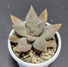 エケベリア  原種  フミリス カマルゴ その２ humilis Camargo  ケーレス実生苗 月曜or火曜日発送。