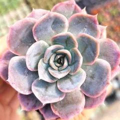 札付き❤️シムランスLS✕チワワエンシス✨ 2025年最新】多肉植物シムランスの人気アイテム - メルカリ