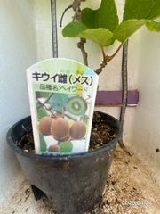 キウイ★メス（ヘイワード）