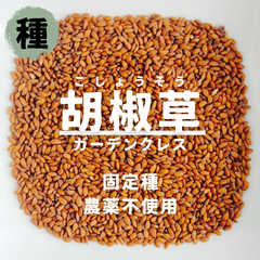 【種】胡椒草（コショウソウ）　ガーデンクレス　農薬不使用　400粒