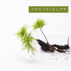 【高原の苔】 大型の木のように伸びる苔 コウヤノマンネングサ  テラリウム　苔テラリウム　アクアテラリウム  日陰向き セミオープン クローズ 密閉容器向け 3本