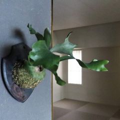 数量限定！｜ビカクシダをより美しく！｜甍な着生板