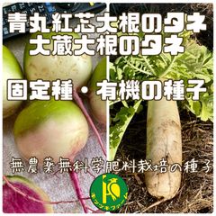 青丸紅芯大根のタネと大蔵大根のタネ　各40粒　固定種・無農薬無科学肥料栽培の種子　セット