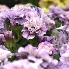 No12 あまぁーいグレープパフェ⸜❤︎⸝‍フラワーガーランド