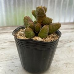 速達＊多肉植物 クラッスラ コルメラ カット苗