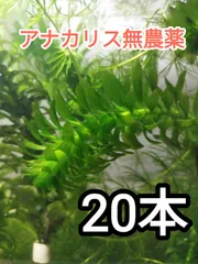 2025年最新】アナカリスの人気アイテム - メルカリ