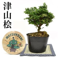 盆栽 津山桧 盆栽用苗木 津山檜  ひのきの盆栽 bonsai