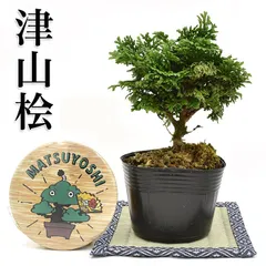 2024年最新】津山檜盆栽の人気アイテム - メルカリ
