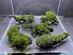 プレミアムモス（sp.タイ）活着 溶岩石 3個セット - メルカリ