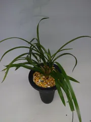 春蘭　韓国春蘭　栄光　お得品 2025年最新】韓国春蘭の人気アイテム - メルカリ