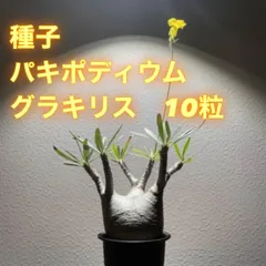 2025年最新】パキポディウム グラキリスの人気アイテム - メルカリ 2025年最新】パキポディウム グラキリスの人気アイテム - メルカリ