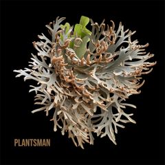 ⑧【植欲の秋Autumn sale！】P.willinckii OMG 前葉体 - メルカリ