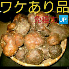⭐️丹波産山の芋ワケあり１キロ(山芋）