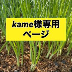 kame様専用ページ‼️玉ねぎ苗