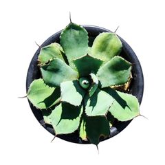AGAVE Parryi truncata アガベ パリー トランカータ 中サイズ(7号鉢) 003