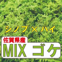 ［佐賀県産］MIXゴケ　苔庭　苔玉　テラリウム　枯山水　宅急便コンパクト