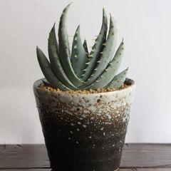 やちむん 沖縄の植木鉢 ガジュマル】 やちむんオリジナル鉢 藤岡香奈子
