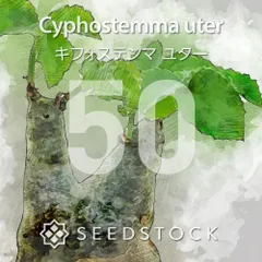 2025年最新】キフォステンマの人気アイテム - メルカリ