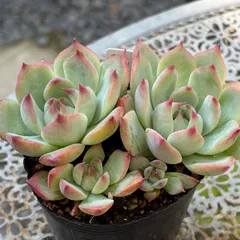 2025年最新】多肉植物 桃太郎の人気アイテム - メルカリ