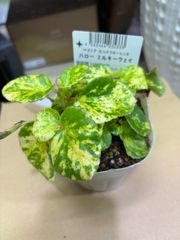ベゴニア・ハローミルキーウェイ　3号ポット　斑入り　花　観葉植物　インテリア　グリーン　明るい