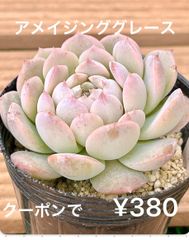 多肉植物  アメイジンググレース  抜き苗