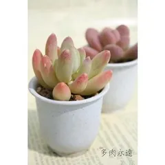 京美人 パキフィツム 2寸ポット 弁慶草科 多肉植物