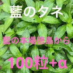 藍の本場徳島から　農薬不使用　藍のタネ１００粒＋α