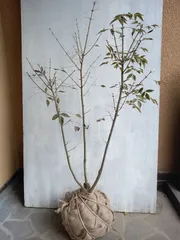 株立ち・美白斑点模様】アオダモ A250406 【茨城直接引渡し可