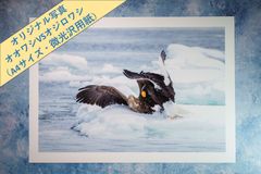 【オオワシＶＳオジロワシ】オリジナル写真プリント（微光沢紙・A4）【野生動物】