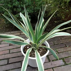 2025年最新】グロリオサ ユッカの人気アイテム - メルカリ