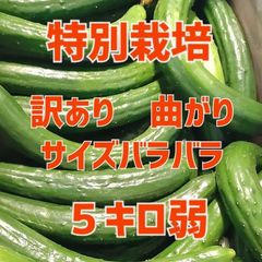 終了間近‼️農家直送美味しいきゅうり！ 5キロ弱！ サイズバラバラ！ 曲がりきゅうり　訳あり　きゅうり　5キロ　5kg　産地直送品