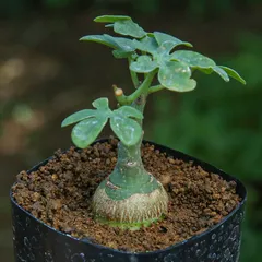 アデニア グラウカ 塊根植物 可愛い名札付き 植え替え済み アデニア グラウカ 塊根植物 可愛い名札付き 植え替え済み