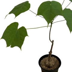 希少 フィカスレリジオーサ インドボダイジュ 観葉植物 calm cafe