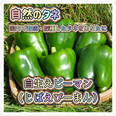国産 自生えピーマン 国内育成 国内採取  自然農法 野菜の種  家庭菜園
