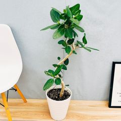 ［現品］55番　フィカス　ベンガレンシス　曲がり　8号　観葉植物　室内　大型　ゴムの木　育てやすい　おしゃれ