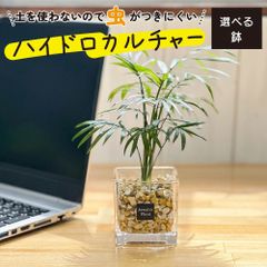 観葉植物 ハイドロカルチャー テーブルヤシ ベージュゼオライト 土を使わない ミニ 観葉 母の日 初心者 小さい おしゃれ 開店祝 風水 卓上 玄関 インテリア リビング 送料無料