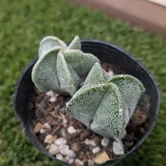 特大 古株 アストロフィツム属 鸞鳳玉 Astrophytum myriostigma アストロフィツム 亀甲ヘキラン