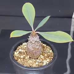 パキポディオイデス　現地球　発根済み ユーフォルビア パキポディオイデス | hanayoshi-botanical